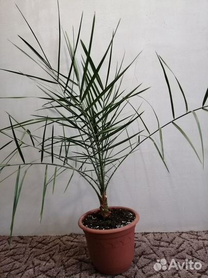 Пальма финиковая (Цветок комнатный)