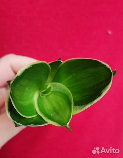 Сансевиерии