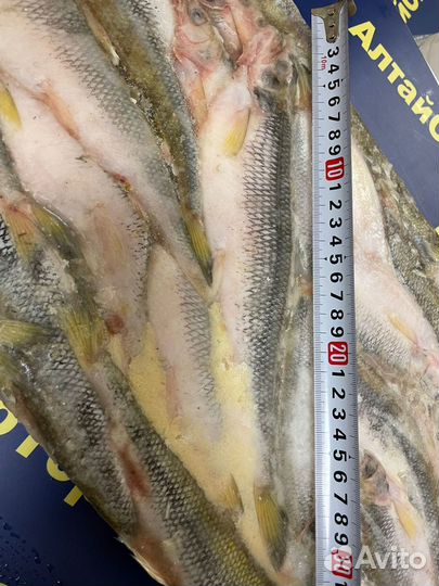 Корюшка свежая