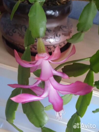 Декабрист розовый с горшком