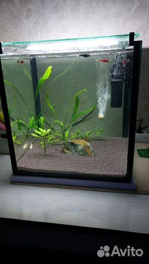 Аквариум