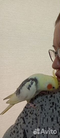 Попугай корелла самец