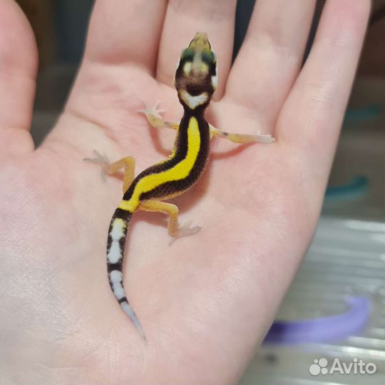 Эублефар пятнистый ящерица геккон