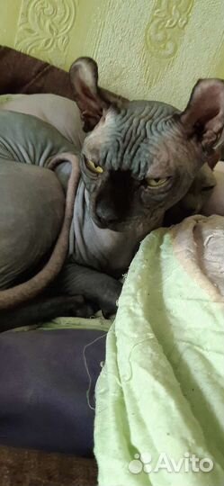 Сфинкс эльф