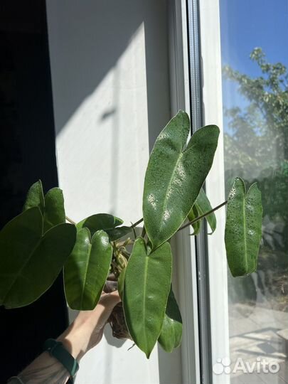 Крестовник крупноязычковый, филодендрон, пеперомия