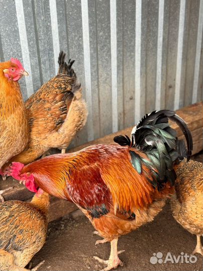 Куры кучинская юбилейная