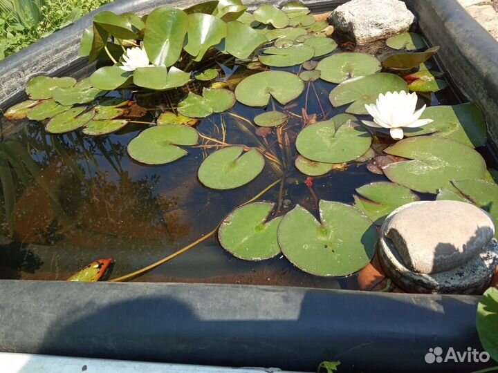 Мини-нимфея