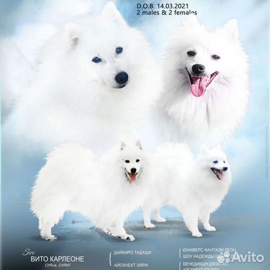 Японский шпиц