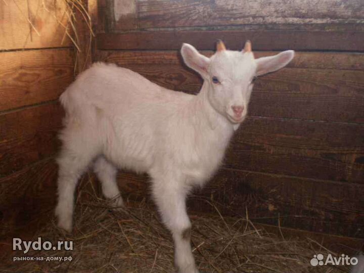 Козлята белые