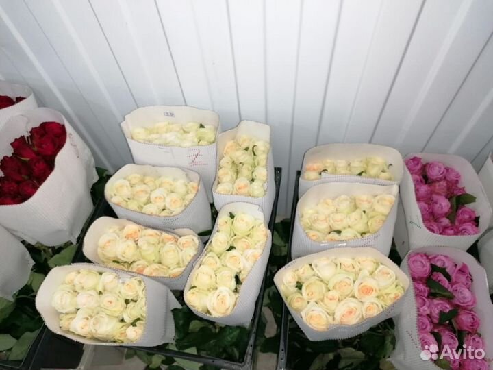 Роза опт любой сорт