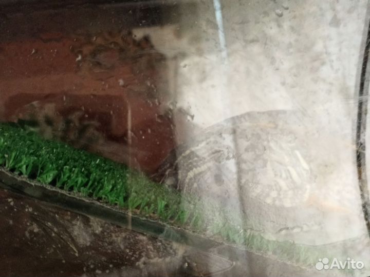 Красноухая черепаха с аквариумом