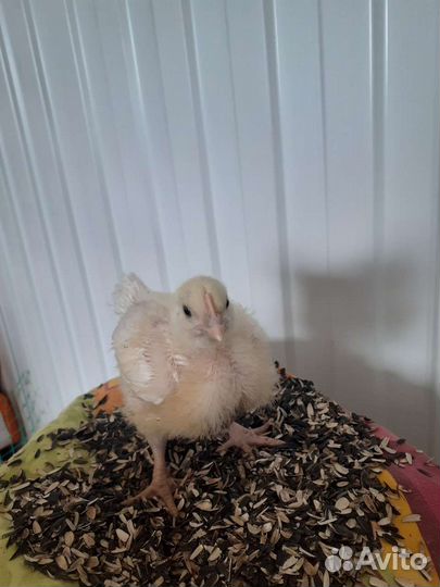 Цыплята бройлеры подрощенные