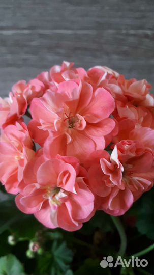 Пеларгония герань коллекционные