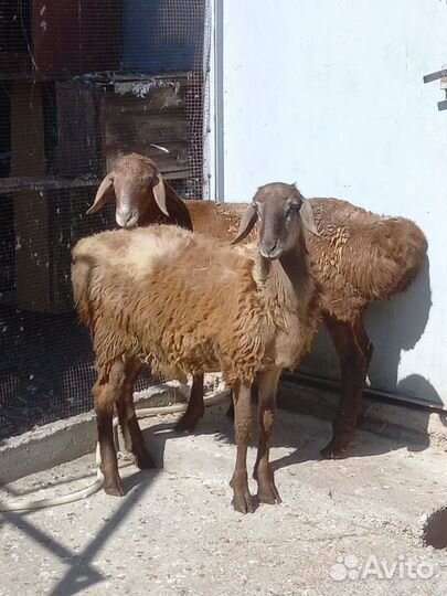 Продаю барана