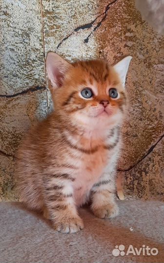 Котята драгоценного окраса