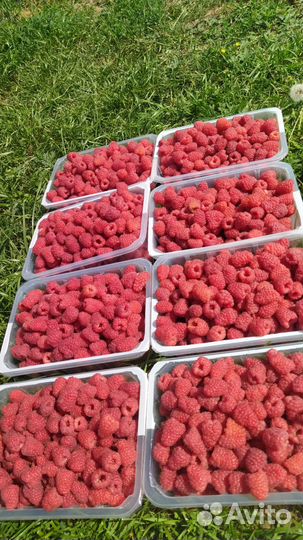 Саженцы малины Краса России