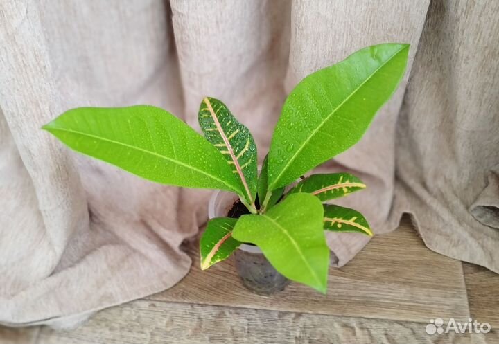 Кротон Вилма