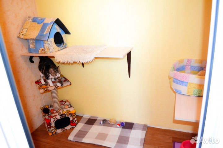 Домашний отель для вашей кошки на время отпуска