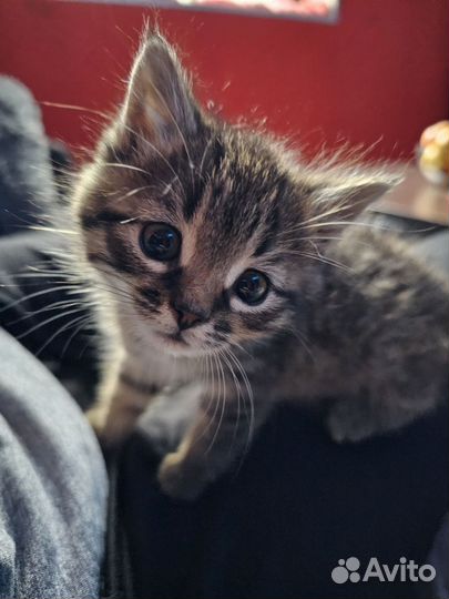 Котята сибирской кошки
