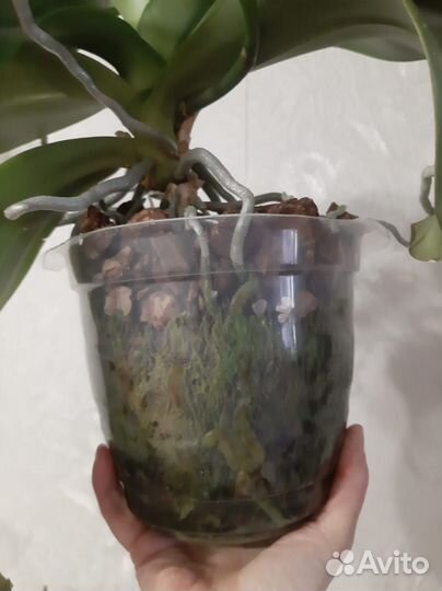 Орхидея фаленопсис 