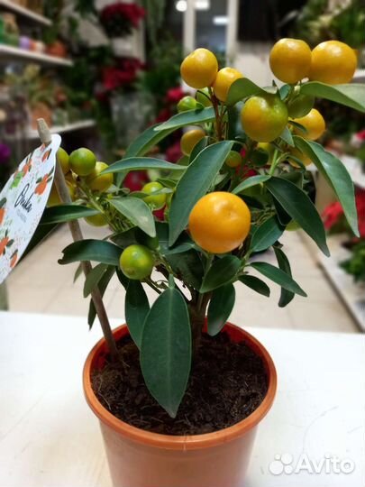 Цитрусы Лимон