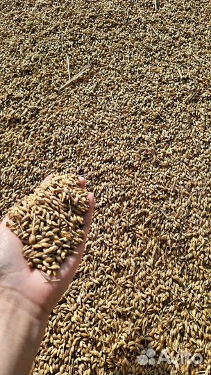 Зерно: ячмень и пщеница