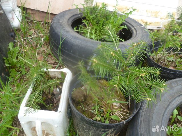 Саженцы пихты сибирской