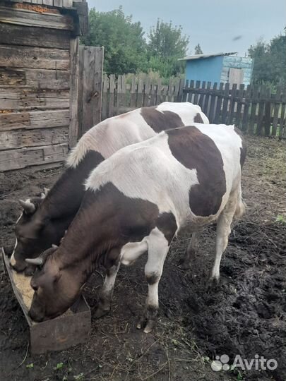 Бык и тёлочка