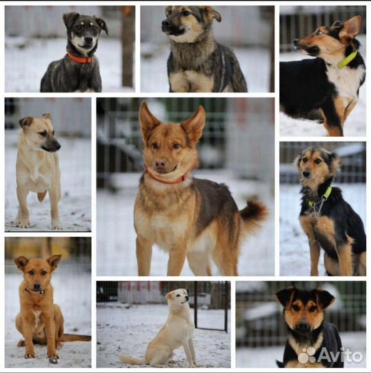 Собаки бесплатно в добрые руки