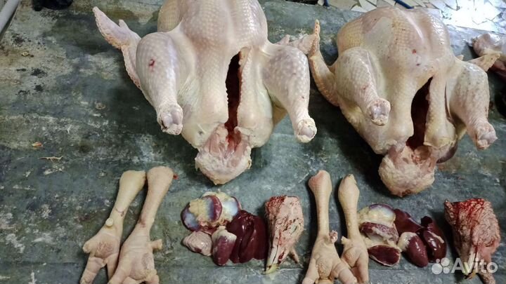 Домашняя индейка