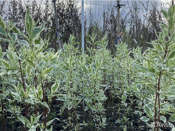 Дерен из питомника