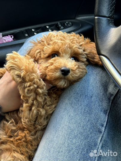 Той-пудель Девочка