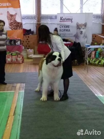 Сенбернар вязка