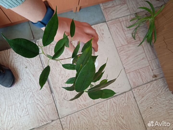 Комнатные растения