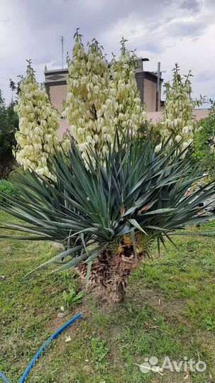 Пальмовая юкка