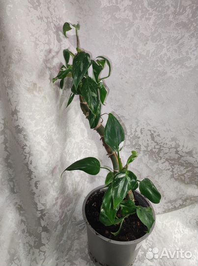 Филодендроны White princess, Wizard, Khnight