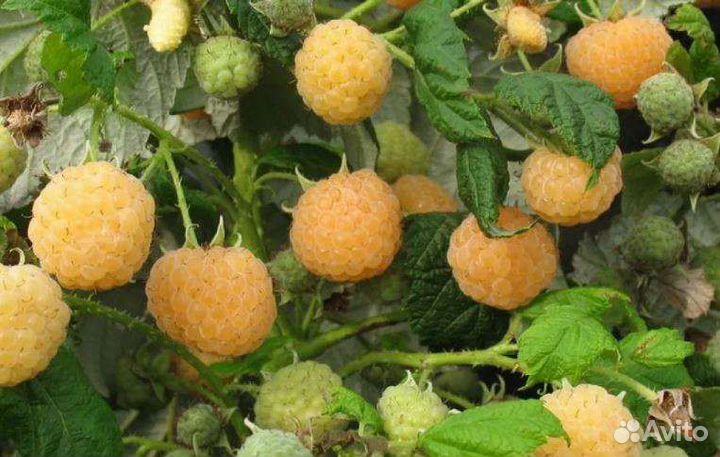 Саженцы малины летней