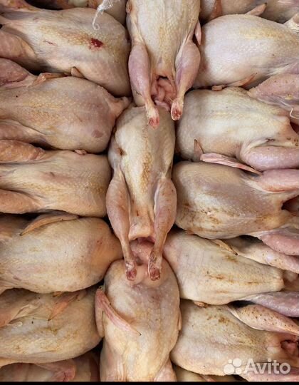 Мясо перепелов