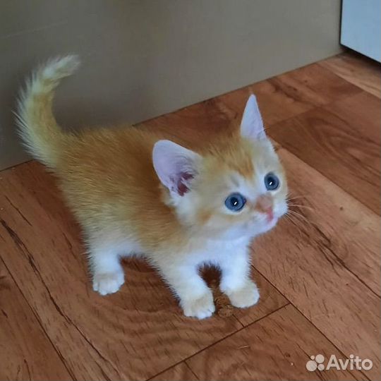 Шотланская кошечка