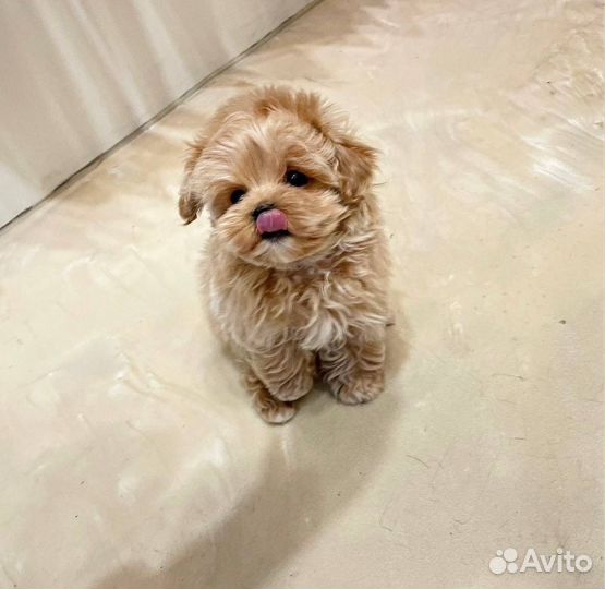 Мальтипу микро