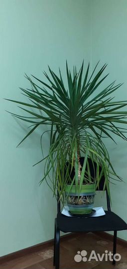 Пальма юкка