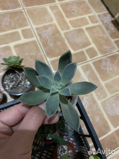 Суккуленты2 50р