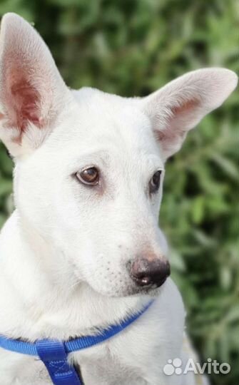 Белый, красивый щенок