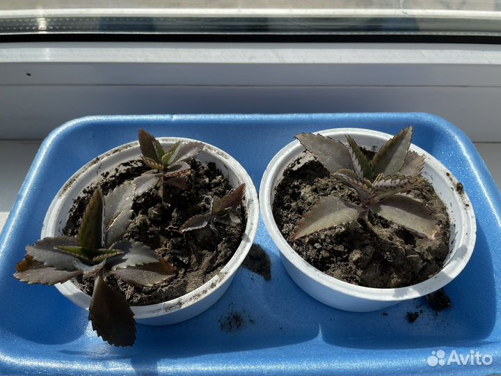 Каланхоэ лечебное