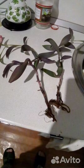 Домашние цветы разные