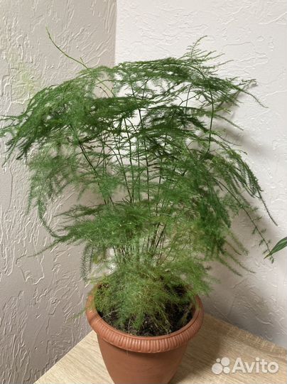 Аспарагус и ктената