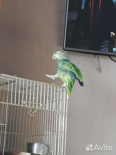 Венесуэльский Амазон