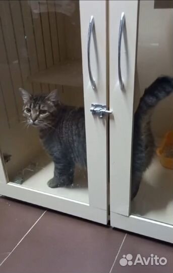 Спасите котика Васю