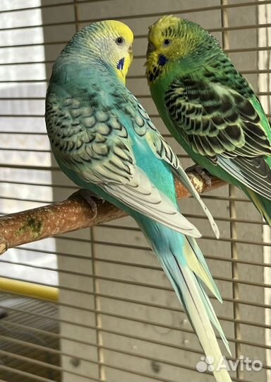 Попугай волнистый