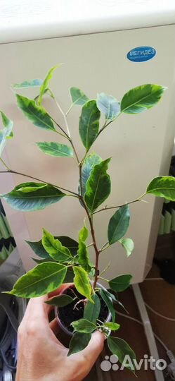 Фикус Бенджамина Анастасия